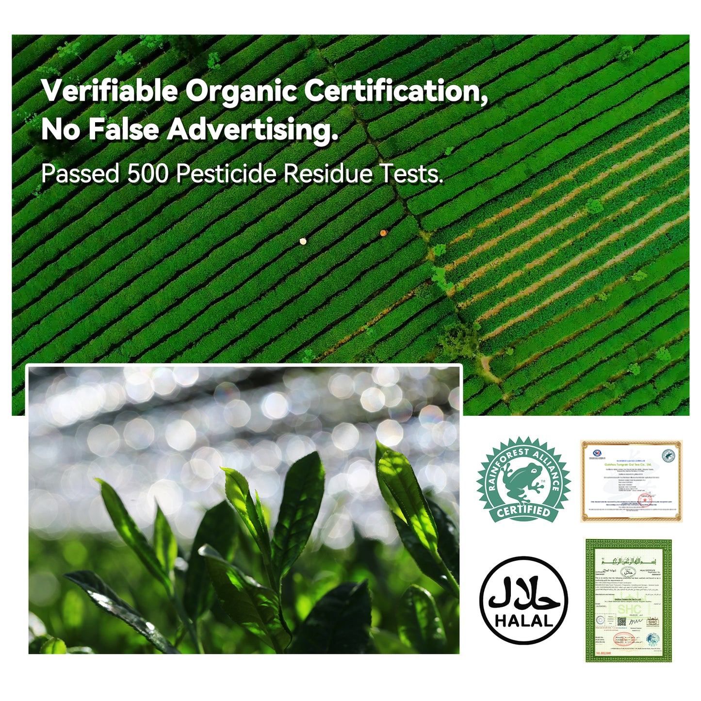 Ceremonial Grade Matcha Powder 50g | European Standard