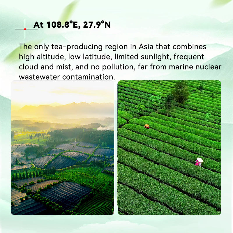 Ceremonial Grade Matcha Powder 50g | European Standard